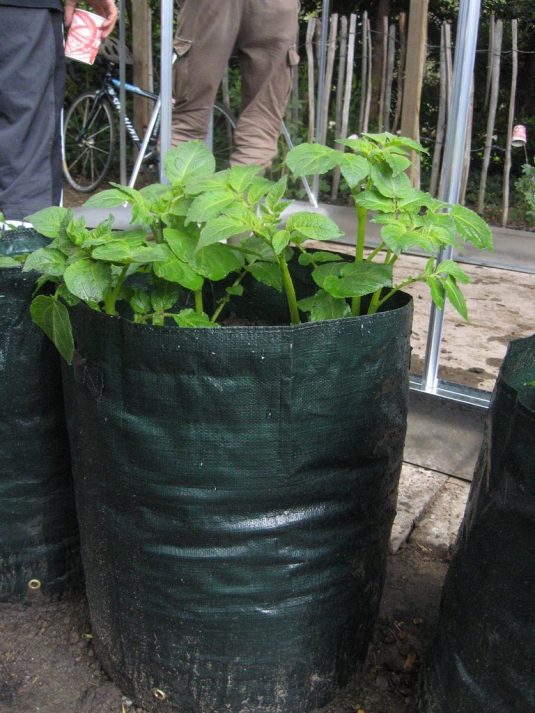 выращивание картофеля в мешках