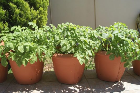 вирощування картоплі в горщиках