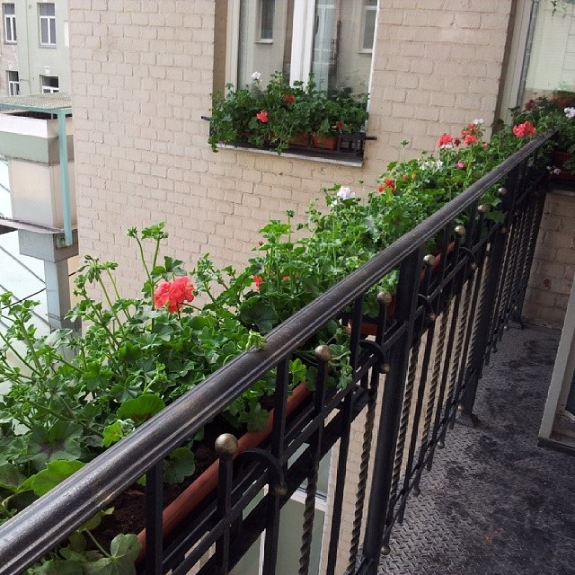 квіти на балконі фото